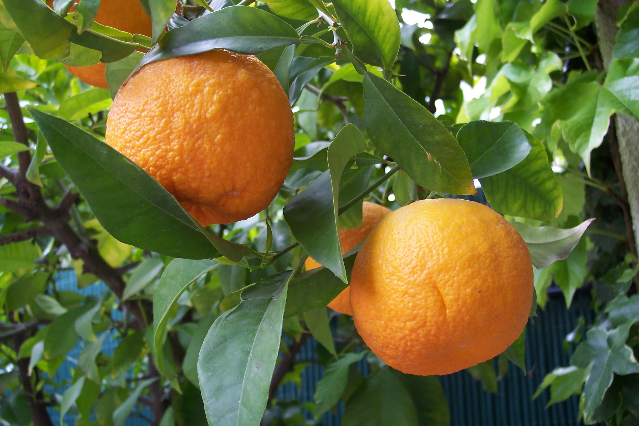 Jaffa Orange Seeds for Planting – Grow Sweet & Juicy Oranges - Image 3