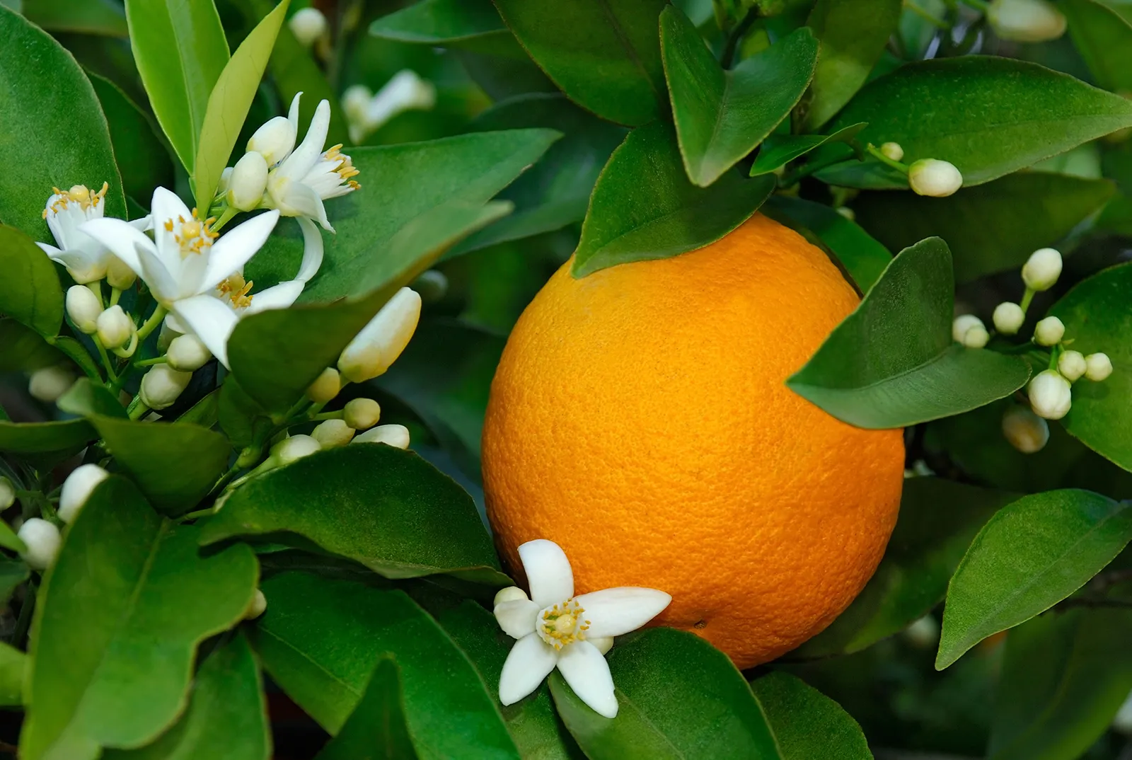 Jaffa Orange Seeds for Planting – Grow Sweet & Juicy Oranges - Image 5