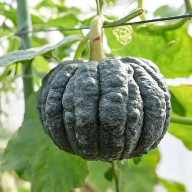 Japanese Black Pumpkin Seeds - Grow Unique and Exotic Japanese Black Pumpkins in Your Garden