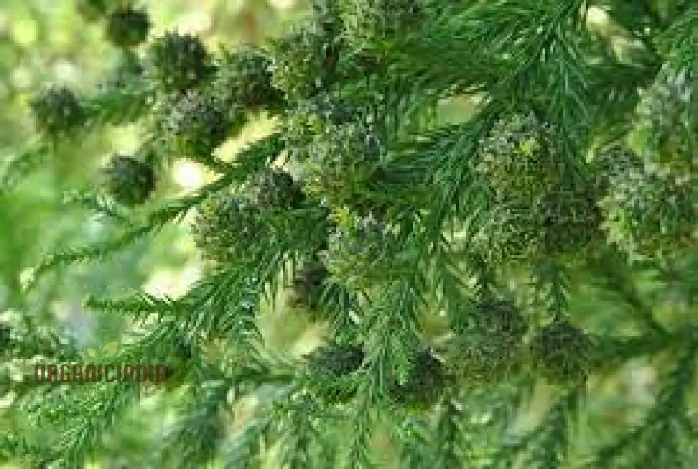Japanese Cedar - Cryptomeria Japonica Seeds for Planting | Buy Rare Conifer Seeds Online