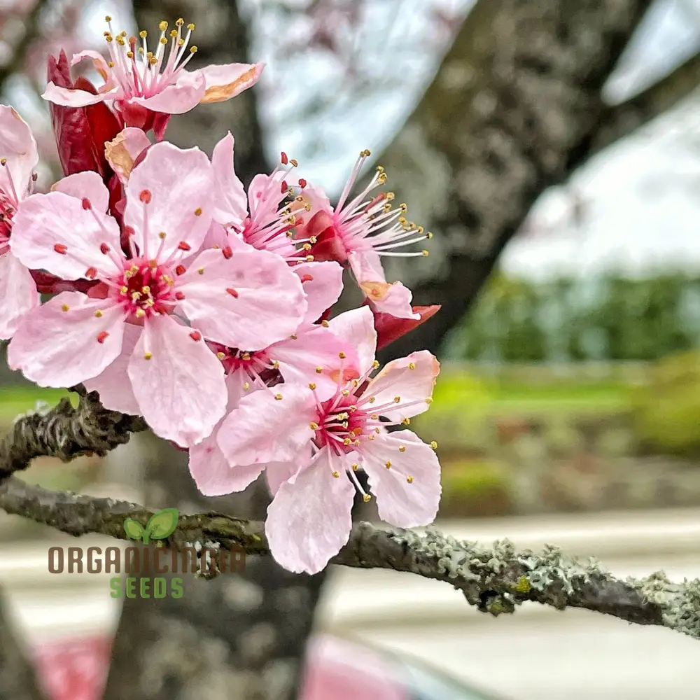 Japanese Cherry Tree Cloud Oriental Sweet Prunus Serrulata Flower Seeds - Pink Blooms, Perfect for Planting Your Dream Garden - Image 3