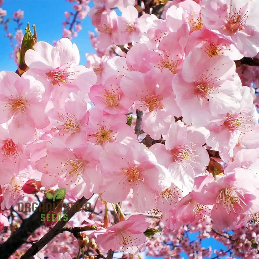Japanese Cherry Tree Cloud Oriental Sweet Prunus Serrulata Flower Seeds - Pink Blooms, Perfect for Planting Your Dream Garden - Image 4