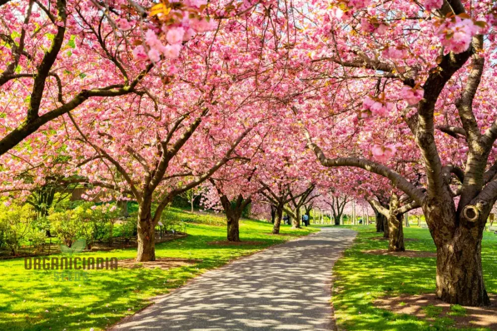 Japanese Cherry Tree Seeds for Planting, Expert Guide for Growing Beautiful Cherry Blossoms in Your Garden