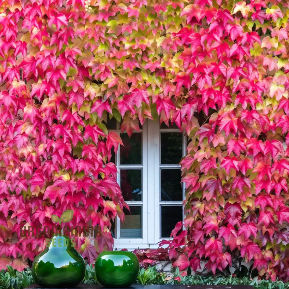 Japanese Creeper Ivy Plant Seeds - Vigorous Vines for Lush, Green Coverage