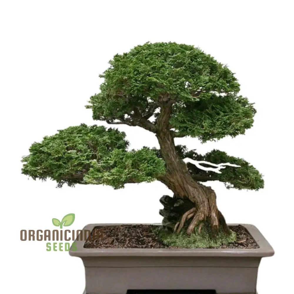 Japanese Cypress Tree Seeds for Planting, Ultimate Guide to Growing a Lush, Elegant Cypress Tree in Your Garden