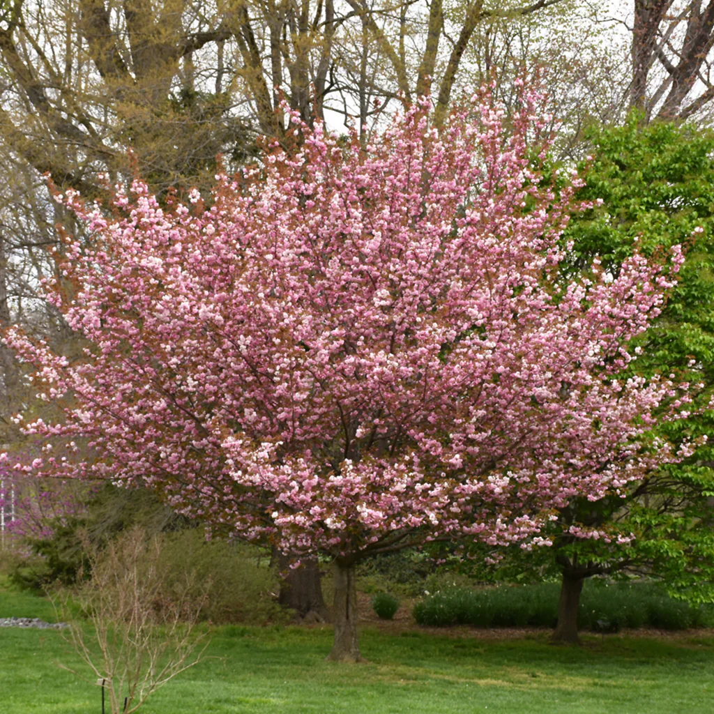 Japanese Flowering Cherry Seeds
