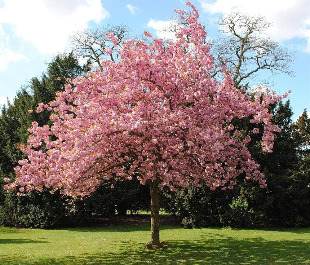 Japanese Flowering Cherry Seeds - Image 3