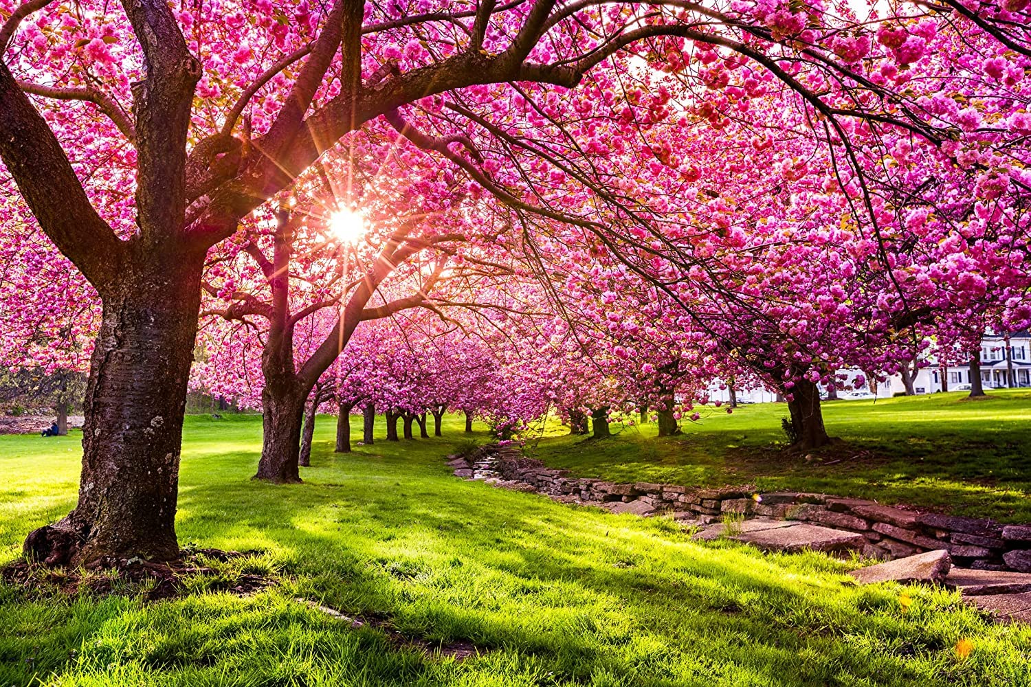 Japanese Flowering Cherry Seeds - Image 4