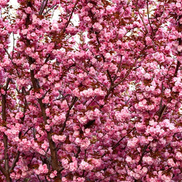 Japanese Flowering Cherry Seeds - Image 5