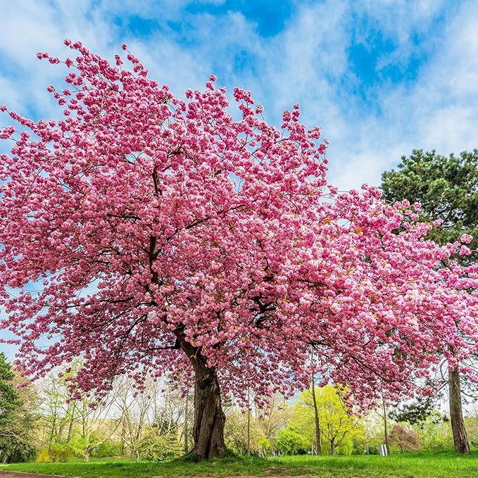 Japanese Flowering Cherry Seeds - Image 6
