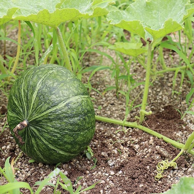 Japanese Green Pumpkin Seeds, Traditional, Flavorful And Nutritious - Image 4