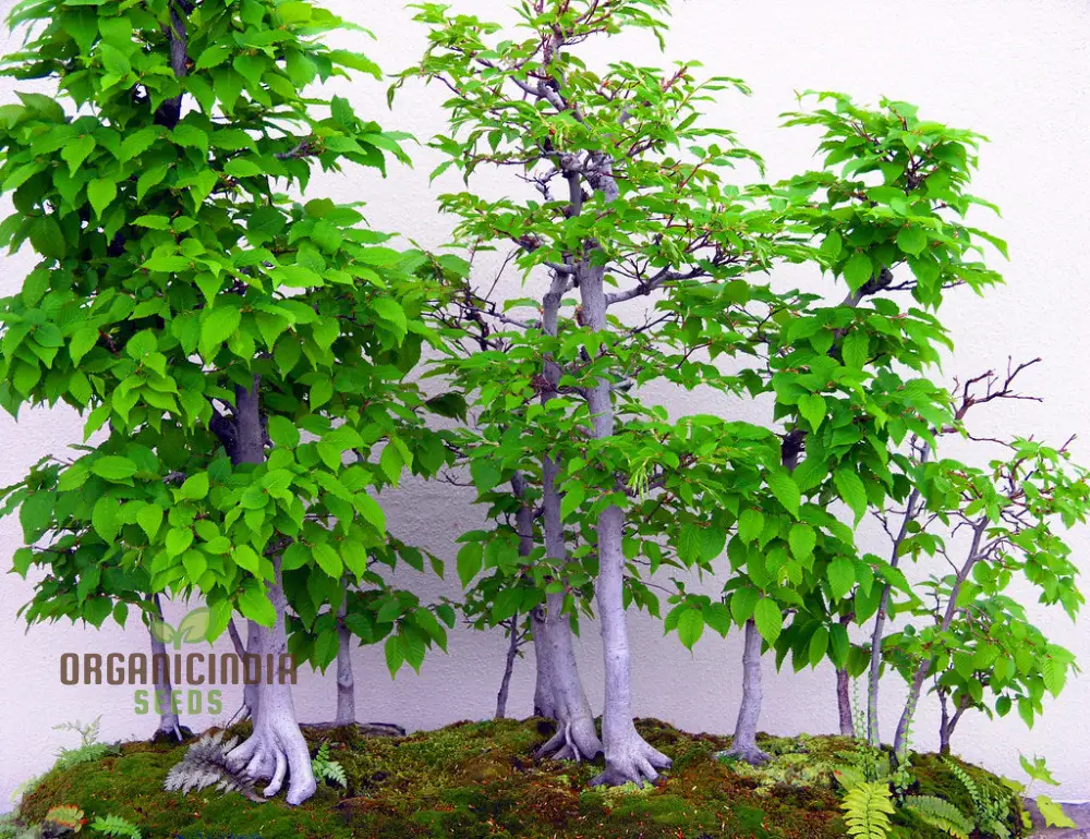 Japanese Hornbeam Seeds - Carpinus laxiflora | Premium Quality, Planting Guide Included | Hardy Tree for Gardens and Landscapes