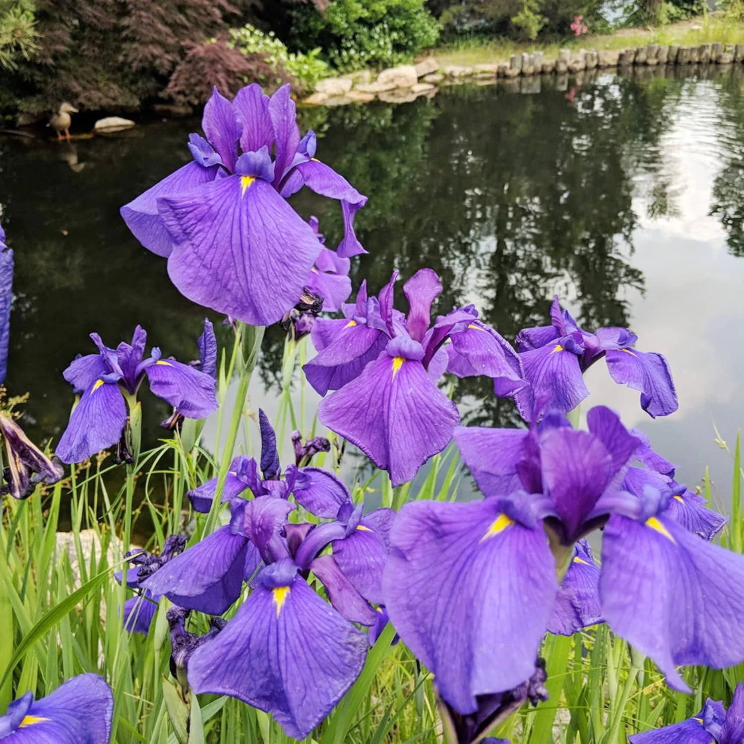 Japanese Iris Seeds  Iris Ensata, Beautiful And Intricate Flowers, Attract Pollinators, Perfect for Water Gardens, Pond Edges And Perennial Borders - Image 3