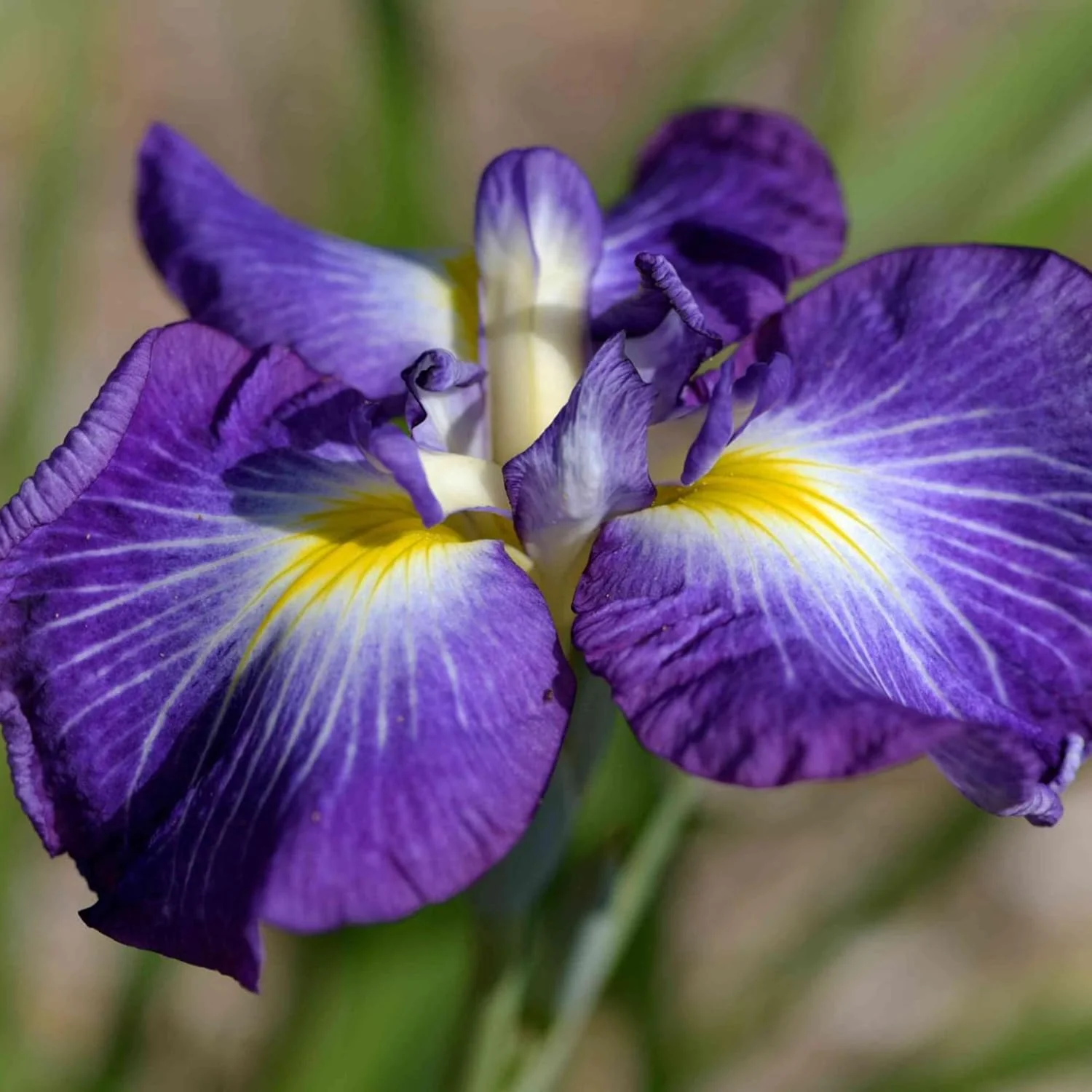 Japanese Iris Seeds  Iris Ensata, Beautiful And Intricate Flowers, Attract Pollinators, Perfect for Water Gardens, Pond Edges And Perennial Borders - Image 4