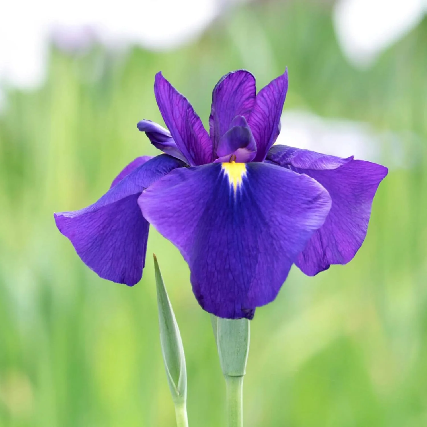 Japanese Iris Seeds  Iris Ensata, Beautiful And Intricate Flowers, Attract Pollinators, Perfect for Water Gardens, Pond Edges And Perennial Borders - Image 5