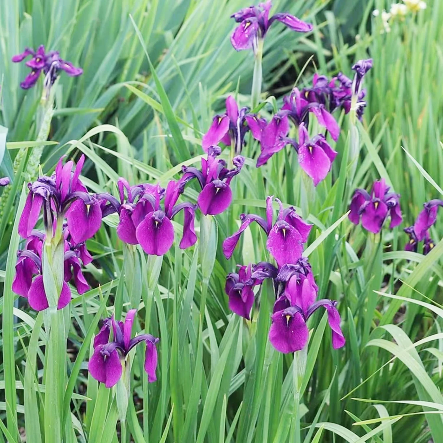 Japanese Iris Seeds  Iris Ensata, Beautiful And Intricate Flowers, Attract Pollinators, Perfect for Water Gardens, Pond Edges And Perennial Borders - Image 7
