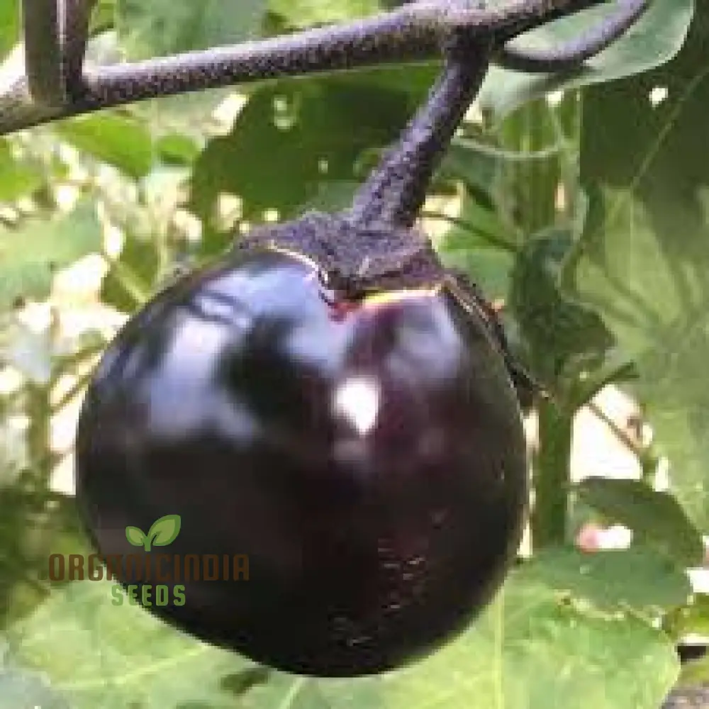 Japanese Kamo Eggplant Seeds: Elevate Your Garden with Exquisite Flavor and Rich Culinary Tradition! - Image 3