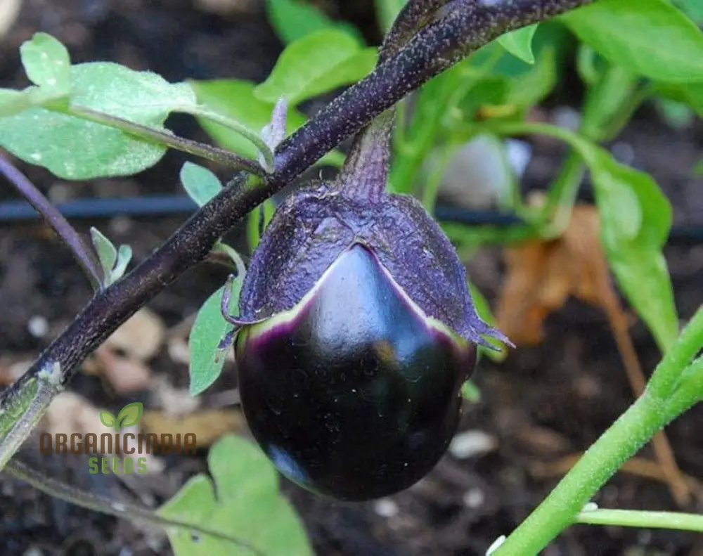 Japanese Kamo Eggplant Seeds: Elevate Your Garden with Exquisite Flavor and Rich Culinary Tradition! - Image 4