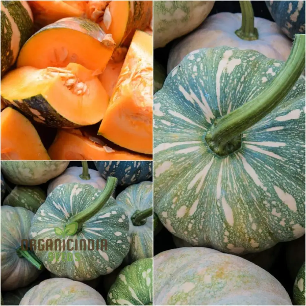 Japanese (Kent) Seeds - Premium Quality for Planting Success