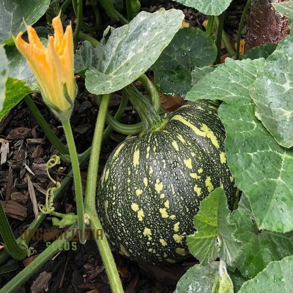 Japanese (Kent) Seeds - Premium Quality for Planting Success - Image 3