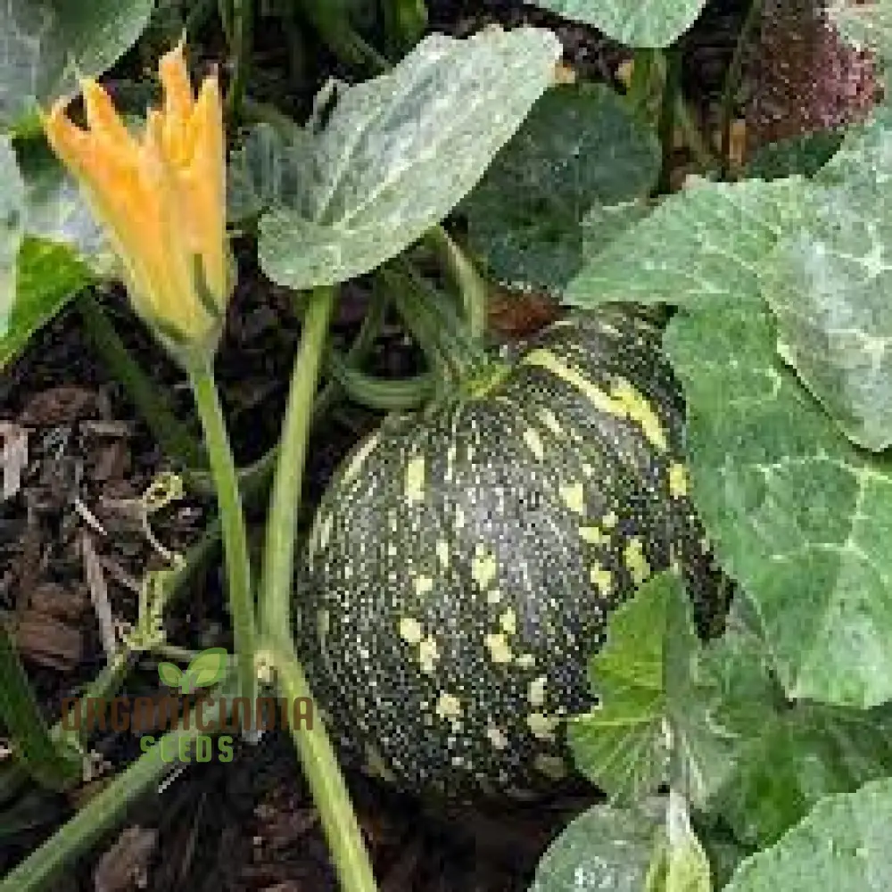 Japanese (Kent) Seeds - Premium Quality for Planting Success - Image 4