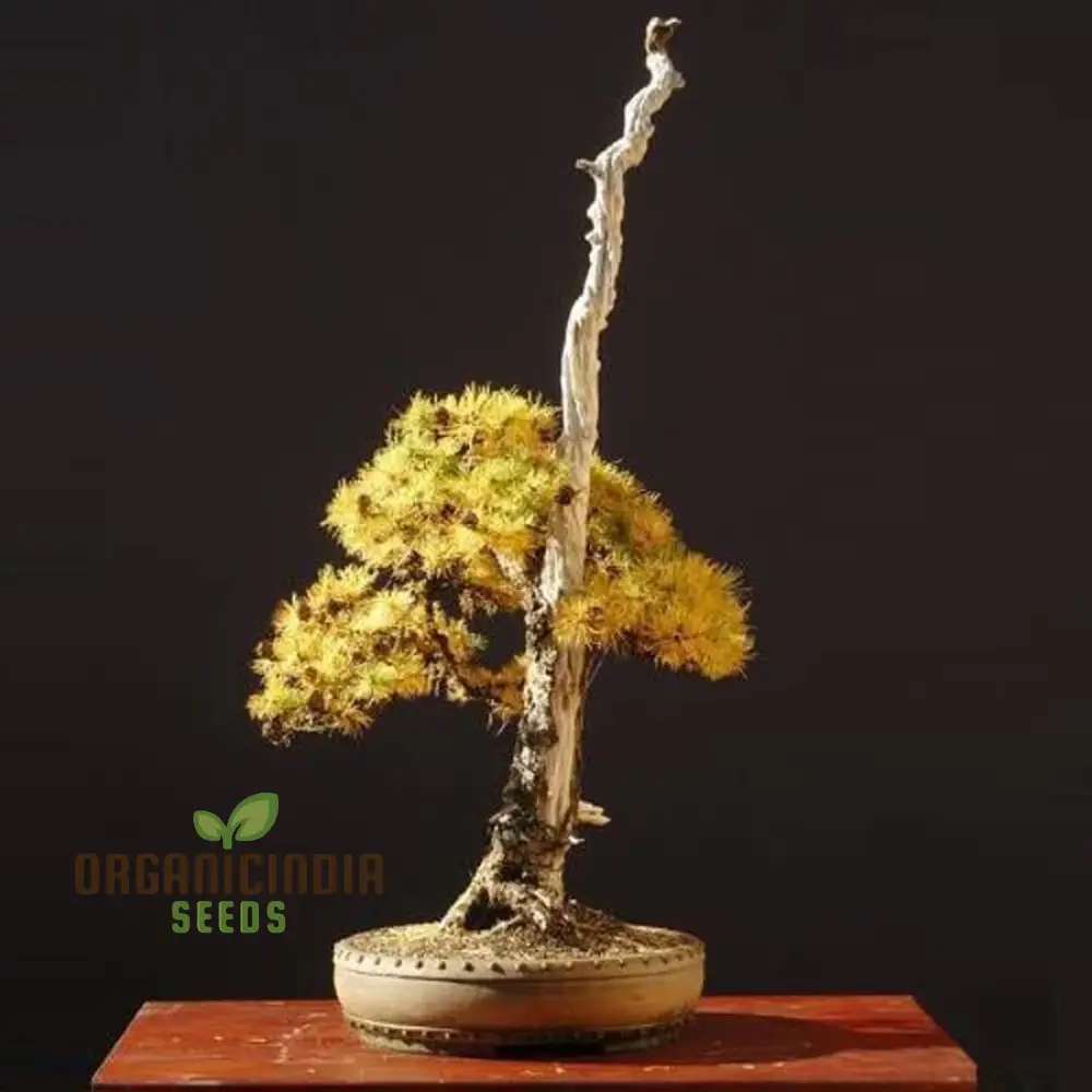 Japanese Larch Seeds - Larix Kaempferi | Planting Guide Included | Premium Quality Seeds for Home Gardening