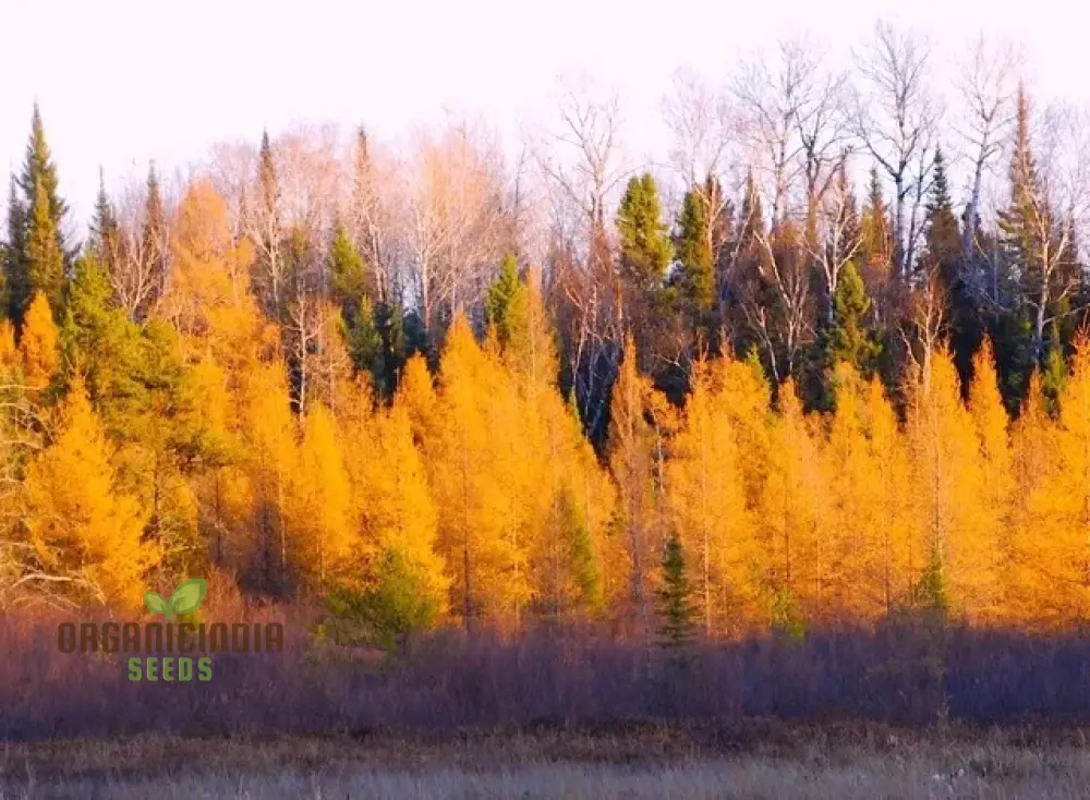 Japanese Larch Seeds - Larix Kaempferi | Planting Guide Included | Premium Quality Seeds for Home Gardening - Image 2