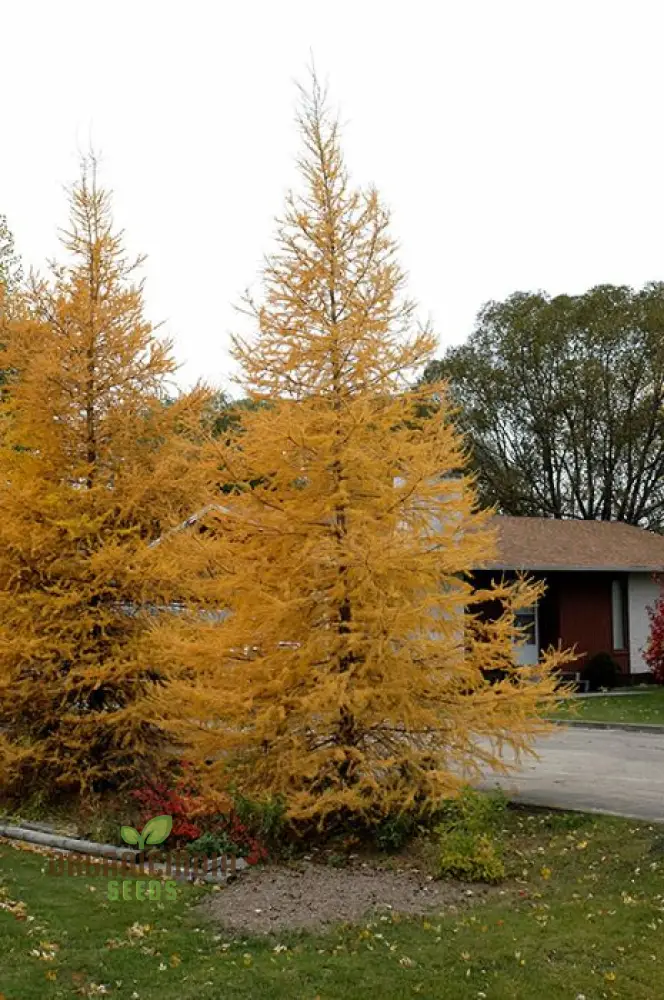 Japanese Larch Seeds - Larix Kaempferi | Planting Guide Included | Premium Quality Seeds for Home Gardening - Image 3