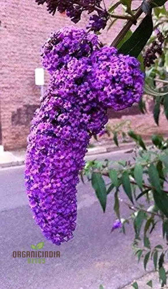 Lilac Seeds (Japanese Lilac Seeds) - Fragrant Creamy White Blooms for Landscaping