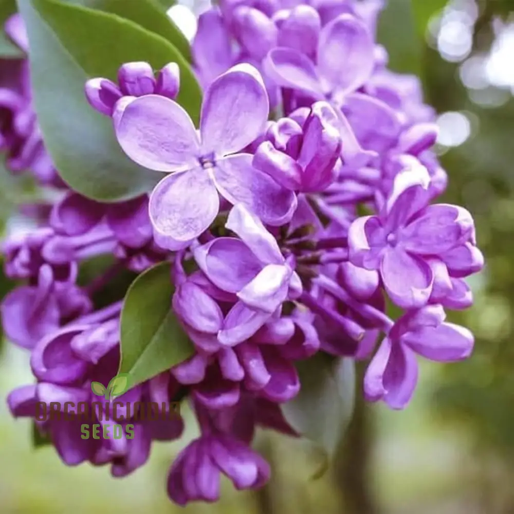 Lilac Seeds (Japanese Lilac Seeds) - Fragrant Creamy White Blooms for Landscaping - Image 3