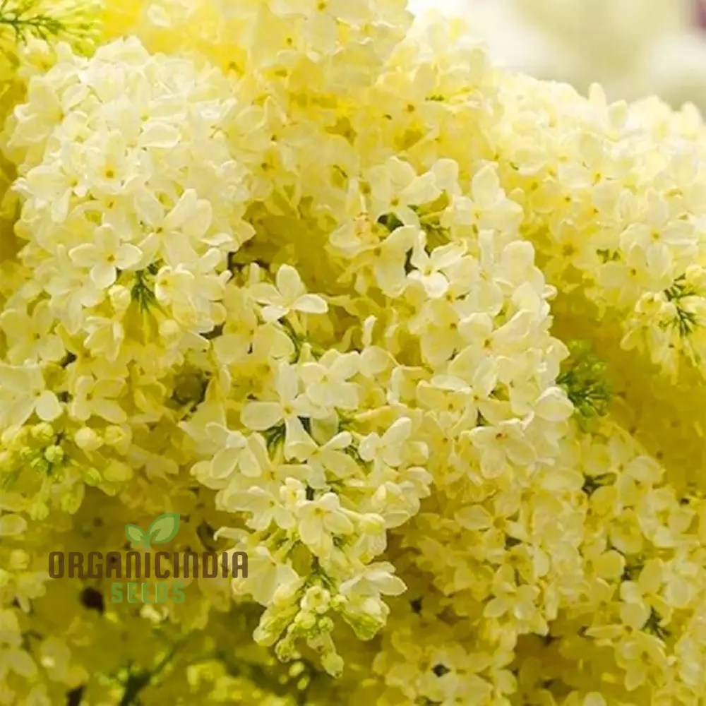 Lilac Seeds (Japanese Lilac Seeds) - Fragrant Creamy White Blooms for Landscaping - Image 4