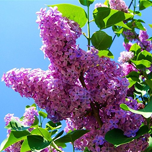 Lilac Seeds (Japanese Lilac Seeds) - Fragrant Creamy White Blooms for Landscaping - Image 5