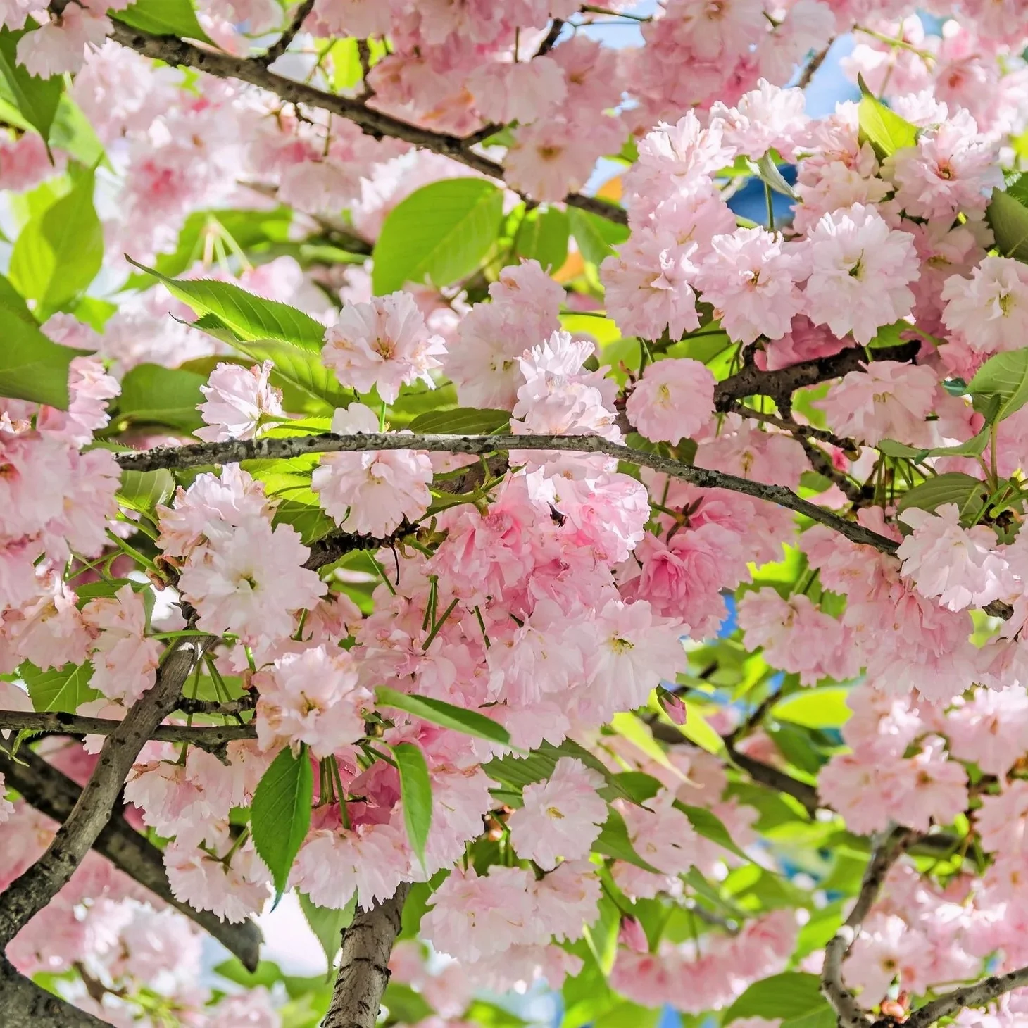 Japanese Mountain Cherry (Prunus serrulata spontanea) – Hill Cherry Tree Seeds with Pink & White Flowers and Red Fruit