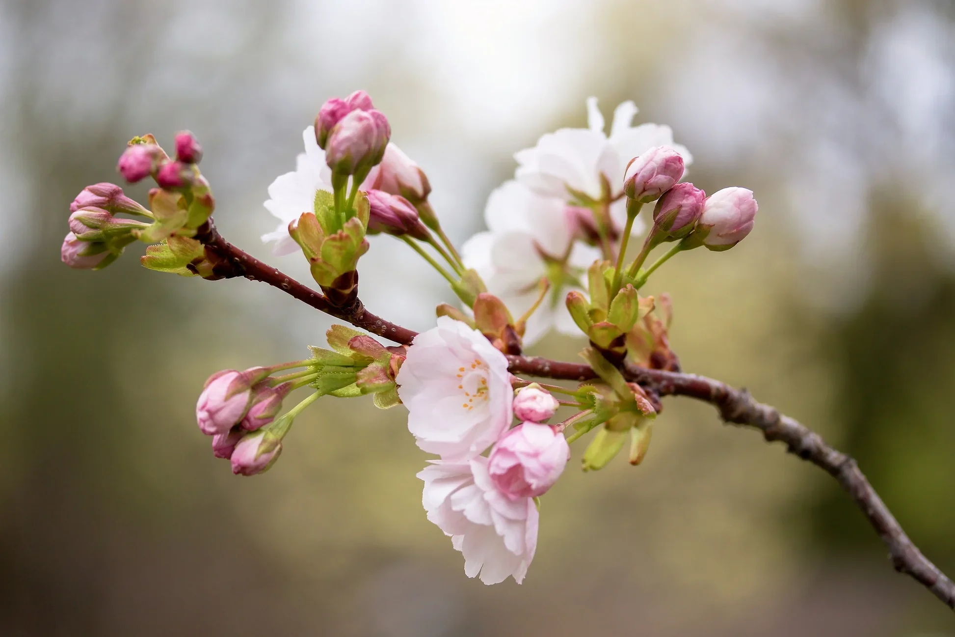 Japanese Mountain Cherry (Prunus serrulata spontanea) – Hill Cherry Tree Seeds with Pink & White Flowers and Red Fruit - Image 3