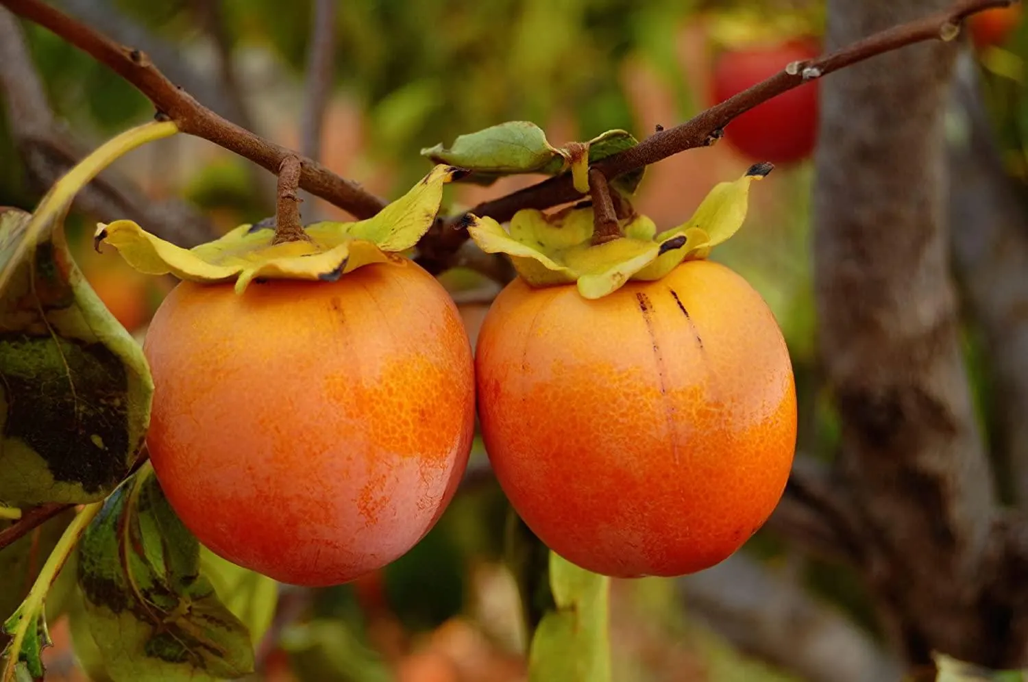 Japanese Persimmon Fruit Seeds - Image 5