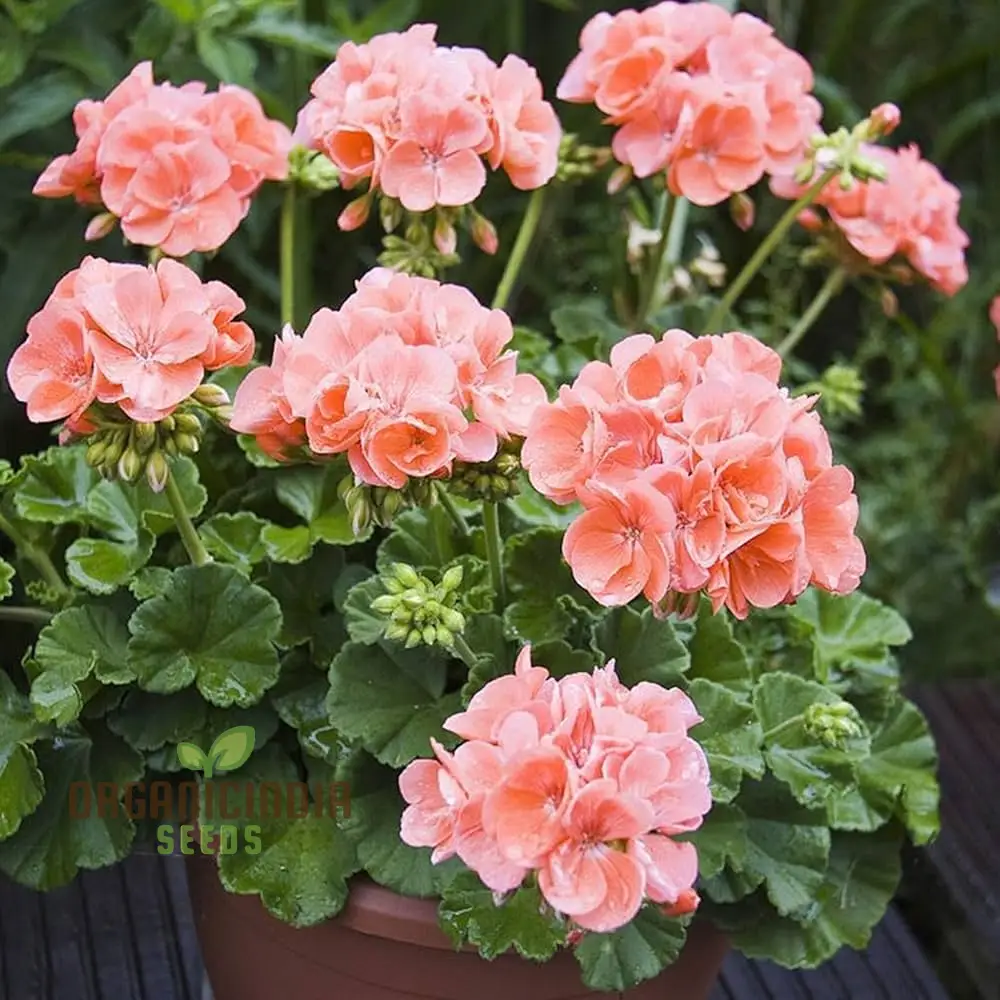 Japanese Rosebud Pelargonium Geranium Flower Seeds - Peach| Prunus Serrulata Seeds for Planting