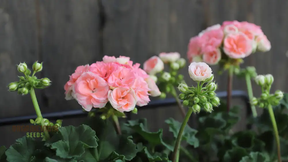 Japanese Rosebud Pelargonium Geranium Flower Seeds - Peach| Prunus Serrulata Seeds for Planting - Image 3