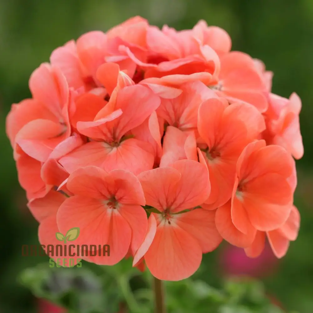 Japanese Rosebud Pelargonium Geranium Flower Seeds - Peach| Prunus Serrulata Seeds for Planting - Image 4