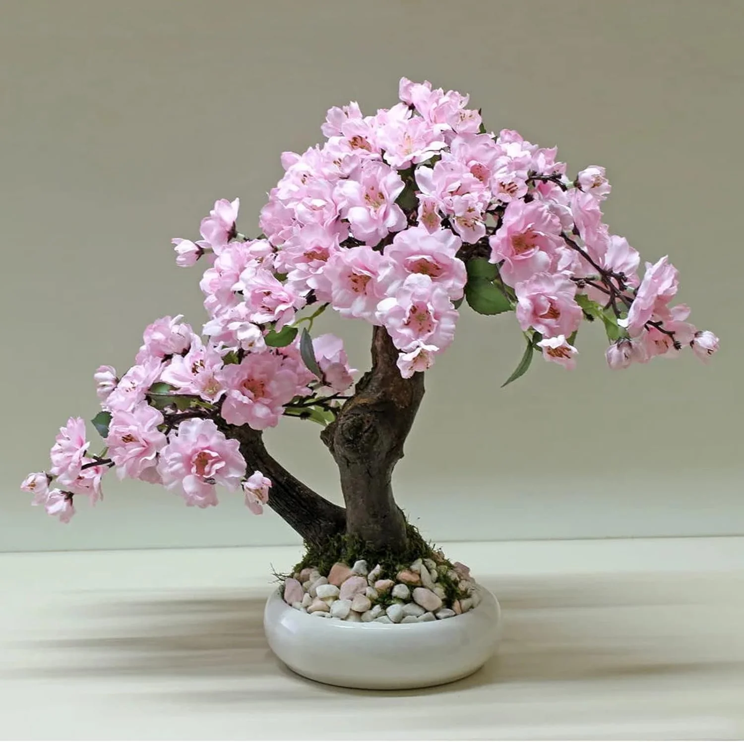 Japanese Sakura Flower Tree Bonsai Seeds - Cultivate Exquisite Blooms in Your Garden, Premium Flower Seeds for Planting and Gardening
