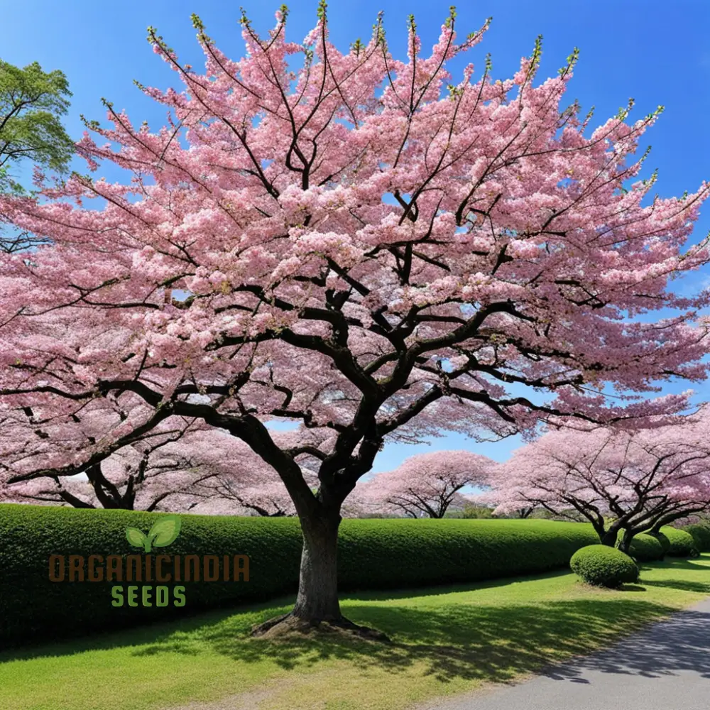 Japanese Sakura Flower Tree Bonsai Seeds - Cultivate Exquisite Blooms in Your Garden, Premium Flower Seeds for Planting and Gardening - Image 4