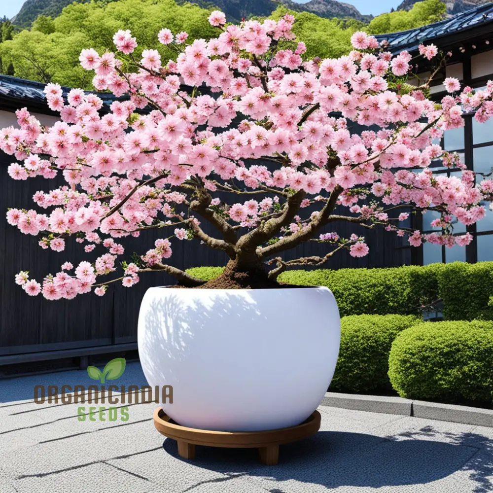 Japanese Sakura Flower Tree Bonsai Seeds - Cultivate Exquisite Blooms in Your Garden, Premium Flower Seeds for Planting and Gardening - Image 5