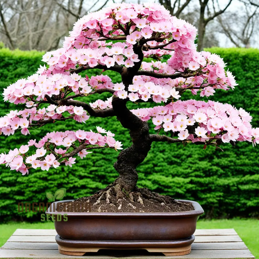Japanese Sakura Flower Tree Bonsai Seeds - Cultivate Exquisite Blooms in Your Garden, Premium Flower Seeds for Planting and Gardening - Image 6