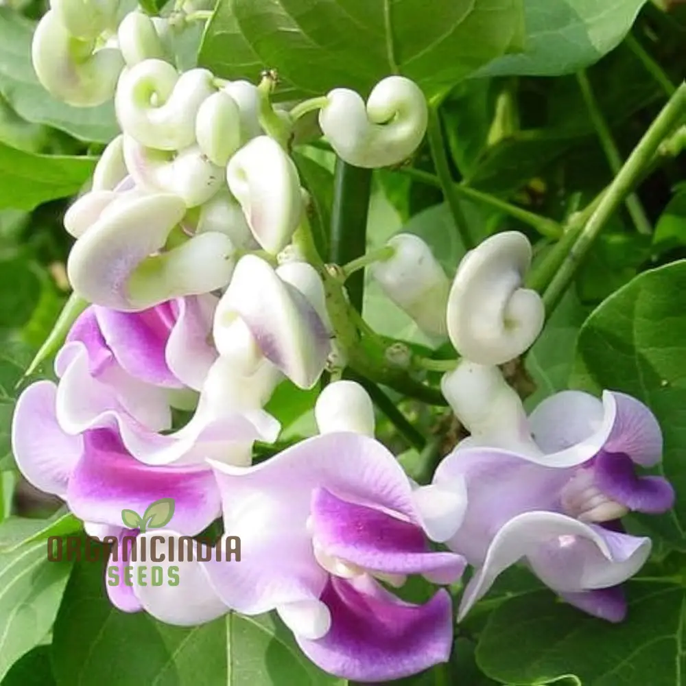 Japanese Snail Vine Seeds for Planting- Purple, Premium Seeds for Unique Garden Planting