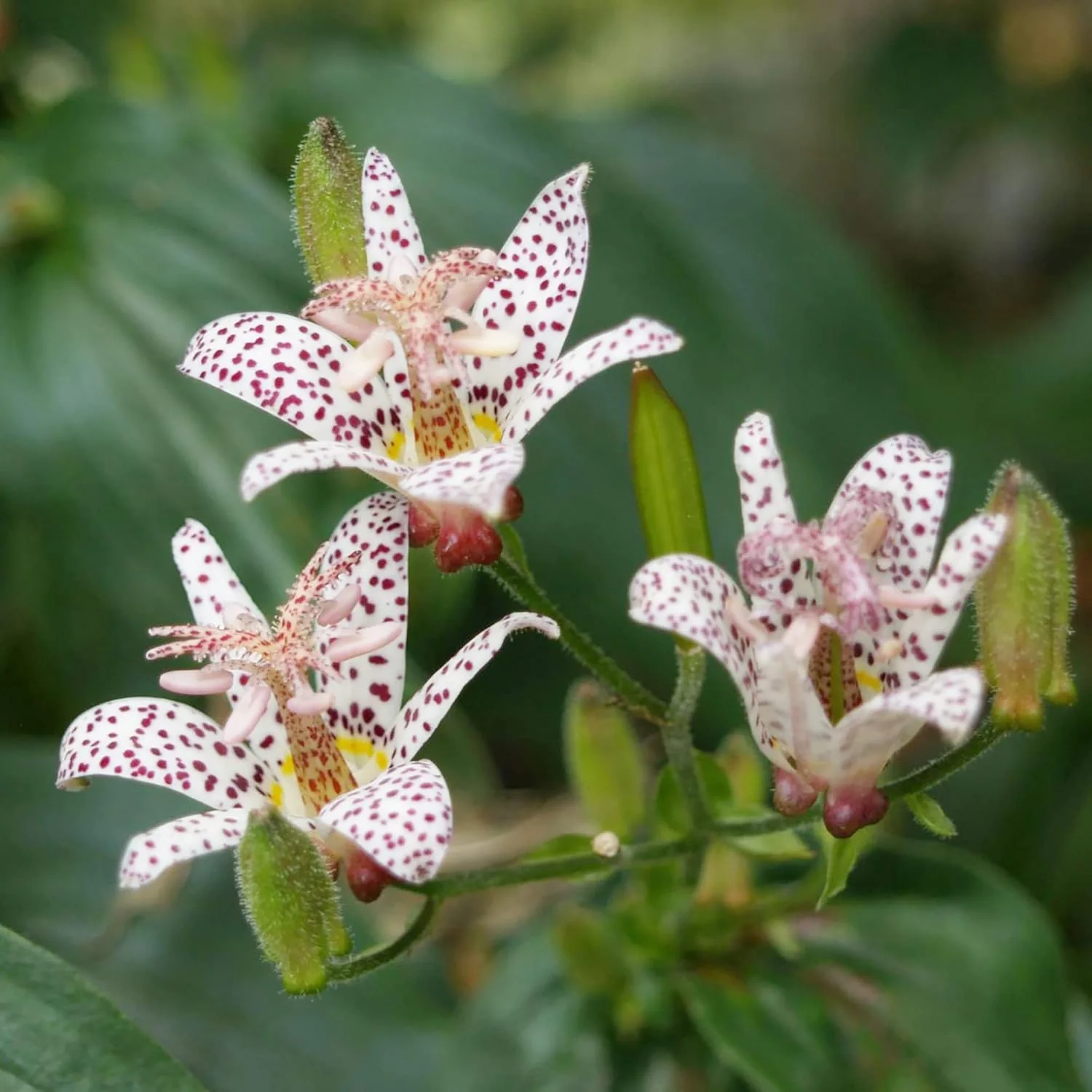Japanese Toad Lily Seeds, Perennial Deer Resistant Showy Flowers, GMO Free, Low Maintenance, Patio, Potted, Ponds, Streams, Outdoor, Flower seeds