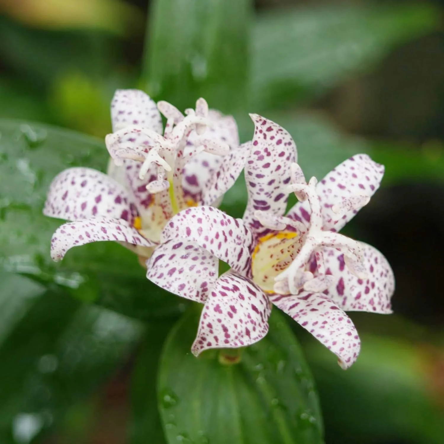 Japanese Toad Lily Seeds, Perennial Deer Resistant Showy Flowers, GMO Free, Low Maintenance, Patio, Potted, Ponds, Streams, Outdoor, Flower seeds - Image 3