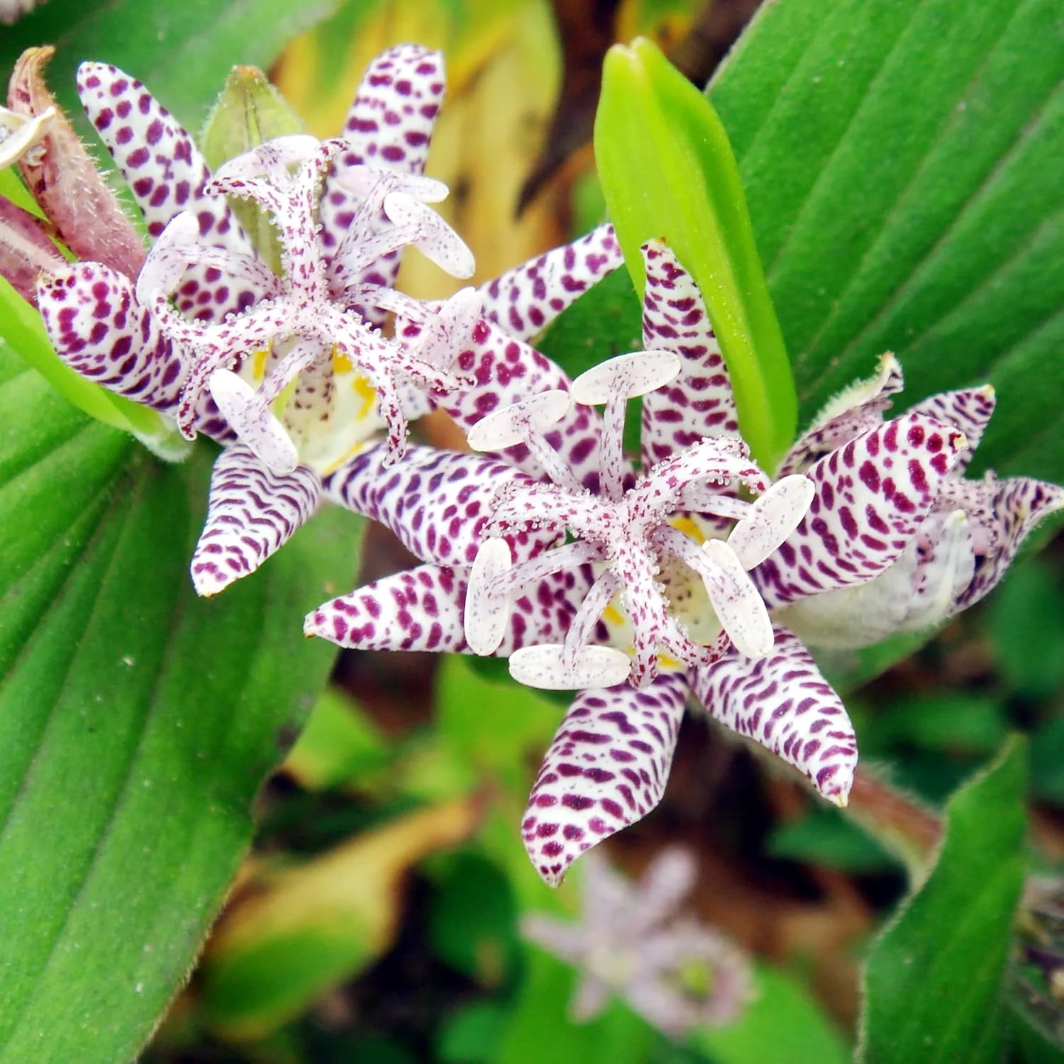 Japanese Toad Lily Seeds, Perennial Deer Resistant Showy Flowers, GMO Free, Low Maintenance, Patio, Potted, Ponds, Streams, Outdoor, Flower seeds - Image 4