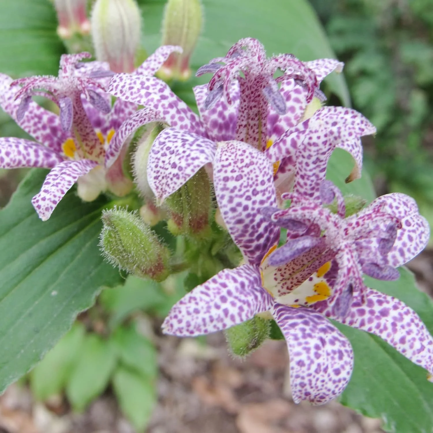 Japanese Toad Lily Seeds, Perennial Deer Resistant Showy Flowers, GMO Free, Low Maintenance, Patio, Potted, Ponds, Streams, Outdoor, Flower seeds - Image 5