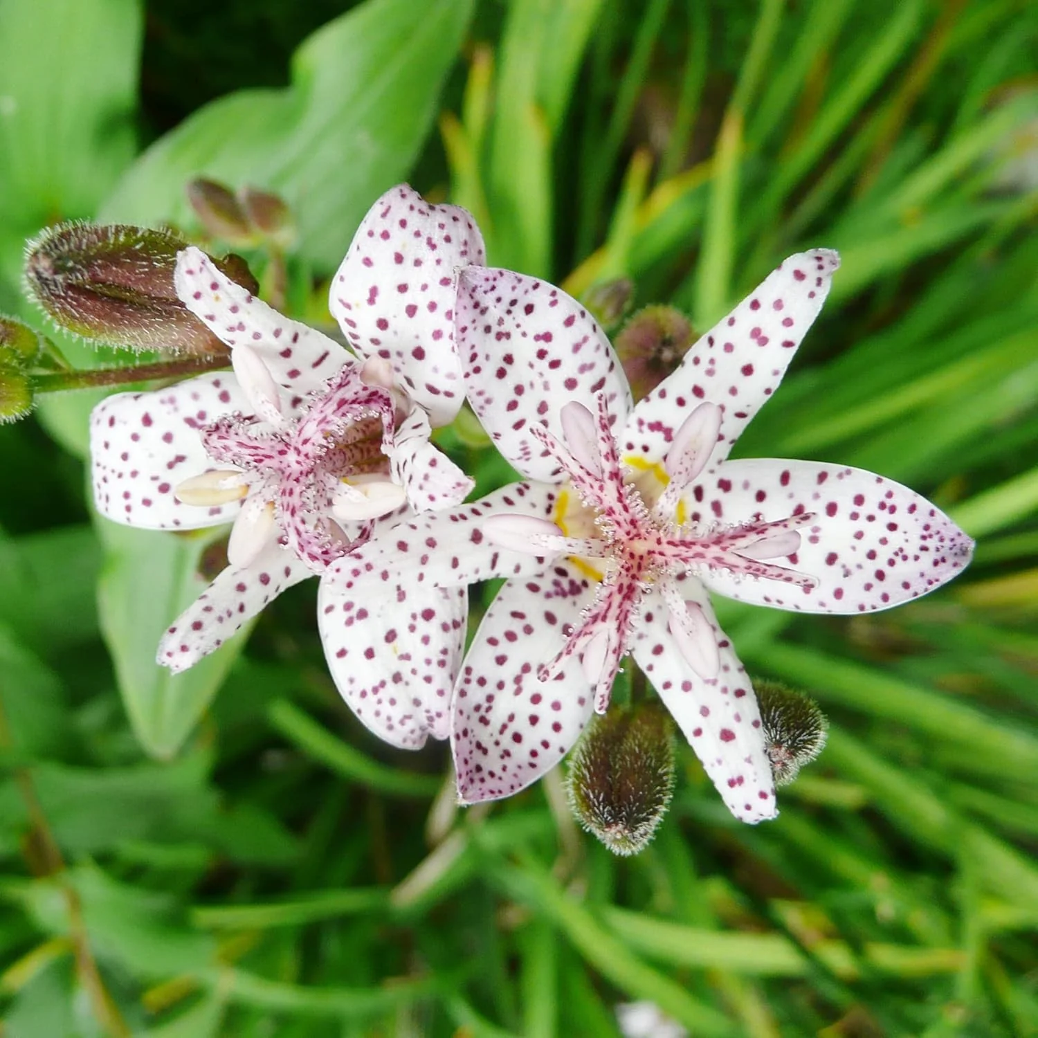 Japanese Toad Lily Seeds, Perennial Deer Resistant Showy Flowers, GMO Free, Low Maintenance, Patio, Potted, Ponds, Streams, Outdoor, Flower seeds - Image 6