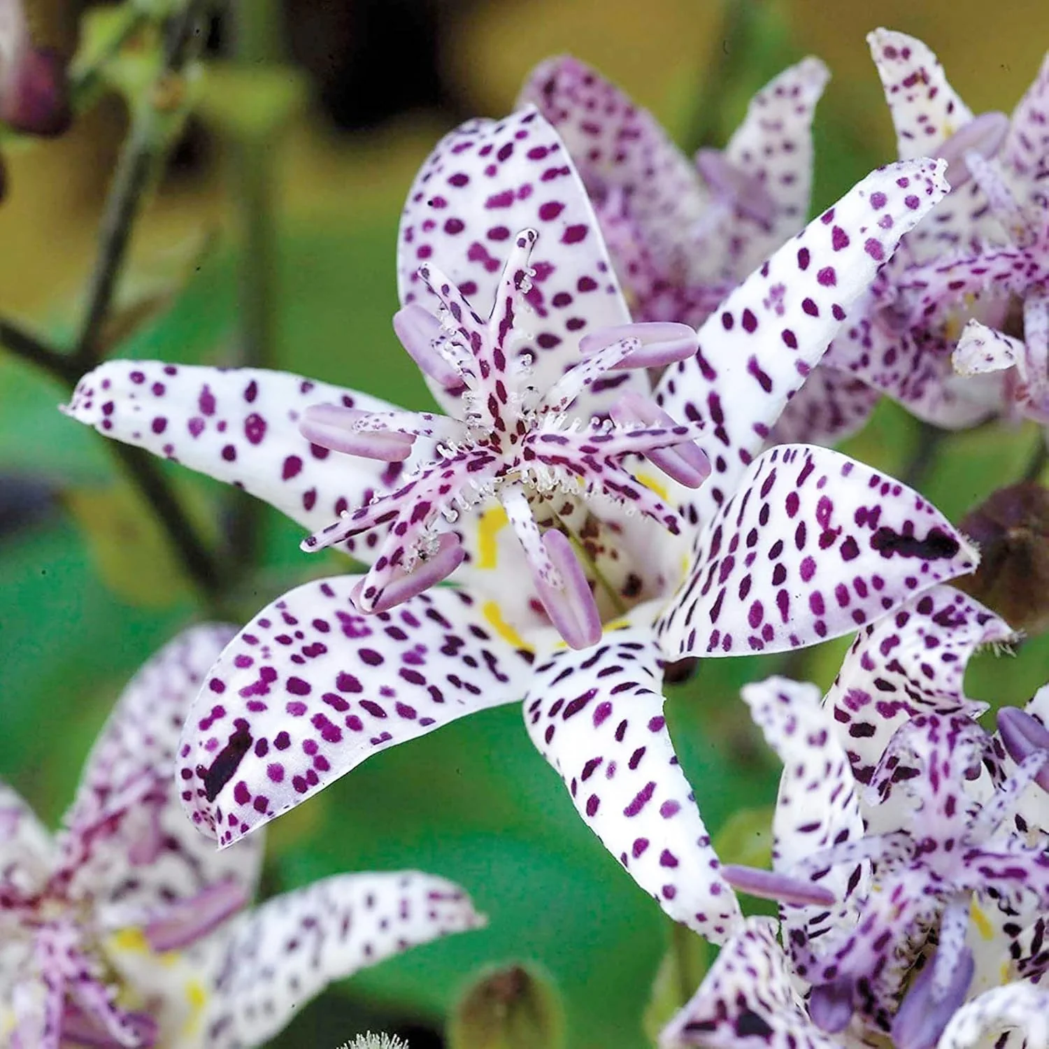 Japanese Toad Lily Seeds, Perennial Deer Resistant Showy Flowers, GMO Free, Low Maintenance, Patio, Potted, Ponds, Streams, Outdoor, Flower seeds - Image 7