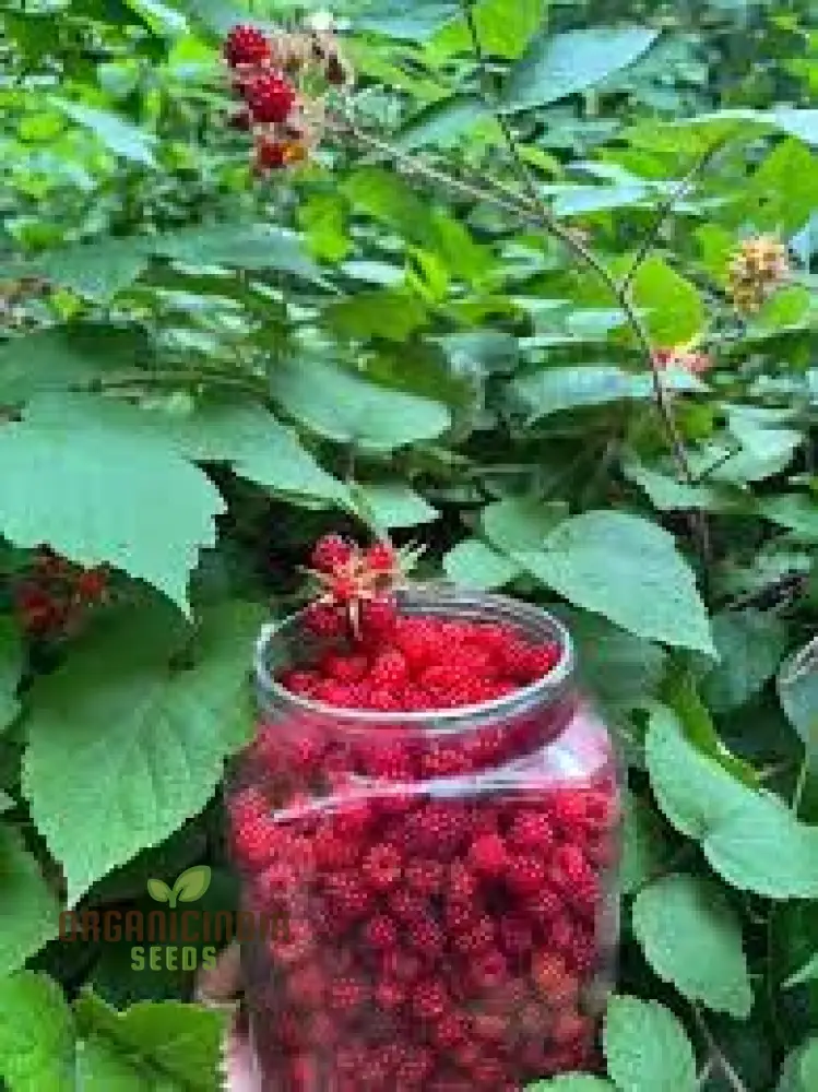 Japanese Wineberry Seeds for Exquisite Gardening Delights: Grow Your Own Berry Bounty - Image 3